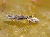 Araigne deau - Water strider