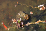 Accouplement de crapauds dans mon bassin - Toads mating in my pond