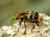 Cetoine trichius zonatus - Bee beetle