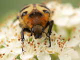 Cetoine trichius zonatus - Bee beetle