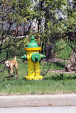 DOGS BEST FIRST