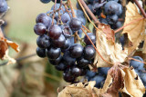 ROTTING ON THE VINE