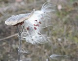IMG_9797a.jpg