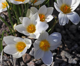 IMG_0014--crocus des jardins--900.jpg