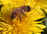 IMG_0228_abeille et pissenlit--900.jpg