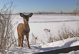 2010 01 23_maison-les_0018--cerf-1200.jpg