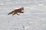 2010 01 31_0643-renard-1200.jpg