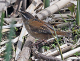 2010 05 07_oriole-oka_0112--troglodyte-1200.jpg