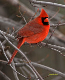 IMG_0035-cardinal rouge-900-ar-1.jpg