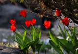 IMG_0149-tulipes-900.jpg