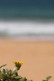 lonesome beach daisy