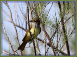 Great Creasted Flycatcher