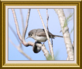 Blue-Gray Gnatcatcher