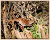 Brown Thrasher