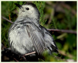 Gray Catbird