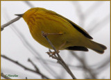 Yellow Warbler