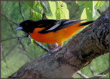 Baltimore Oriole