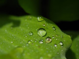 Backyard10.jpg