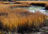 Fall Grasses