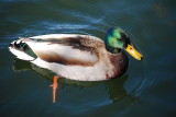 Mr. Mallard