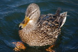 Mrs. Mallard