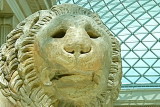 Lion at the British Muesum