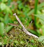 Praying Mantis