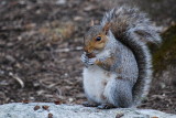 Backyard Squirrel