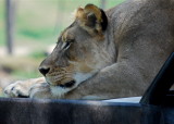 Lioness