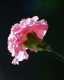 Mothers Day Carnation