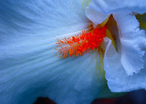 Bearded Iris