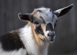 Pretty Baby Goat