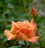 Rose b125.jpg