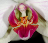 Orchid 01.jpg