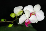 Orchid 15.jpg