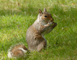 Squirrel 39.jpg