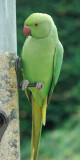 Parakeet 02b.jpg