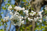 Blossom 71.jpg