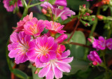 Saxifrage 09.jpg