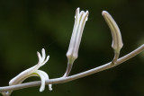 Haworthia Flowers