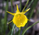 Daffodill