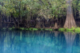 Manatee Springs (wallpaper size)