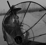 Burmese Fisherman