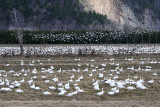 Oies des neiges  Cap Tourmente <p><a href=http://www.pbase.com/pfmerlin/oies_2008>  Plus de photos ici