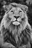 Male Lion, II