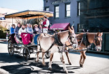 Mule Carriage Tour