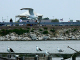 Gull Races!