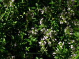 Thyme Blooms
