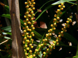 Palm Seeds