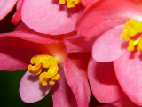 Begonia Ruffle
